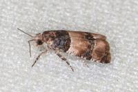 Lobesia bicinctana