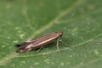 Scythris scorpionella