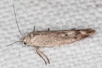Scythris inertella