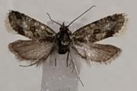 Aethes williana