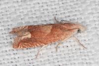 Eucosma conterminana