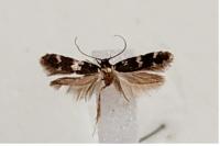 Oegoconia deauratella
