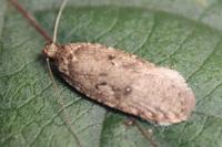 Agonopterix heracliana