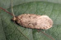 Agonopterix heracliana