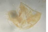 Agonopterix heracliana