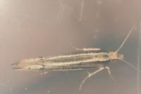 Ypsolopha ustella