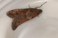 Tortricodes alternella