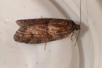 Tortricodes alternella