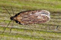 Depressaria daucella