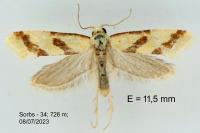 Aethes bilbaensis