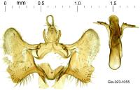 Aethes bilbaensis