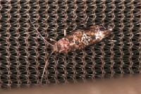 Acrolepia autumnitella