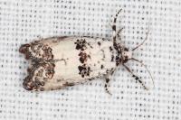 Epinotia dalmatana