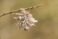 Ptilocephala pyrenaella pyrenaella