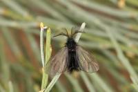 Ptilocephala pyrenaella pyrenaella