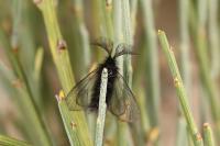 Ptilocephala pyrenaella pyrenaella