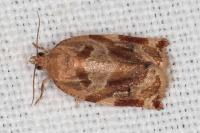 Archips xylosteana