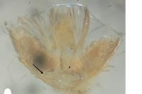Agonopterix heracliana