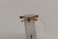 Coptotriche marginea