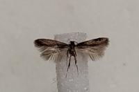 Coptotriche angusticollella