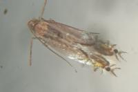 Phyllocnistis valentinensis