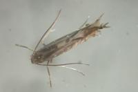 Phyllocnistis valentinensis