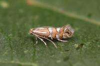 Phyllonorycter insignitella