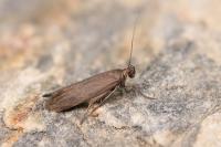 Scythris ericetella
