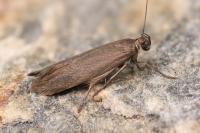 Scythris ericetella