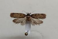 Depressaria douglasella
