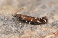 Vulcaniella grabowiella