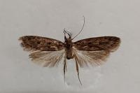 Hofmannophila pseudospretella