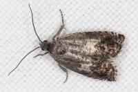 Cydia gr. succedana