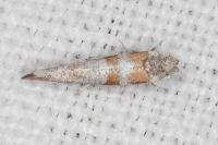 Cedestis gysseleniella