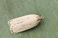 Agonopterix umbellana