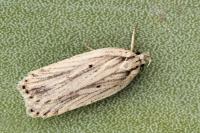Agonopterix umbellana