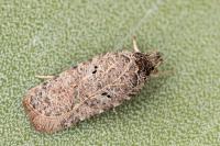 Agonopterix rutana