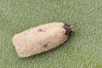 Agonopterix subpropinquella