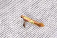 Caloptilia alchimiella