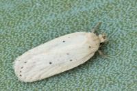 Agonopterix nodiflorella