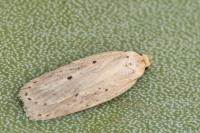 Agonopterix nodiflorella
