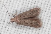 Stomopteryx spathulella