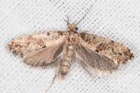 Morophaga choragella