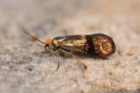 Nemophora dumerilella