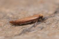 Zelleria hepariella