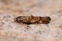 Mompha miscella