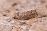 Selania resedana