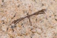 Gypsochares bigoti