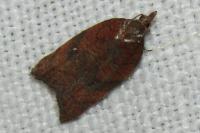 Acleris rhombana