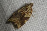 Acleris rhombana
